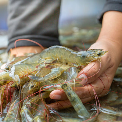Why Your Favorite Seafood Costs More in 2025
