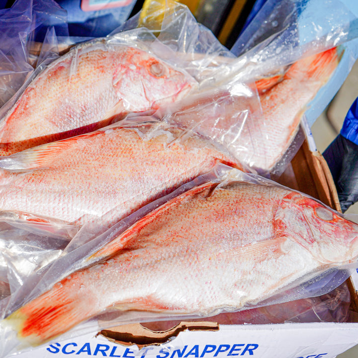 FISH-RED SNAPPER, WHOLE FISH (10 lb. case)
