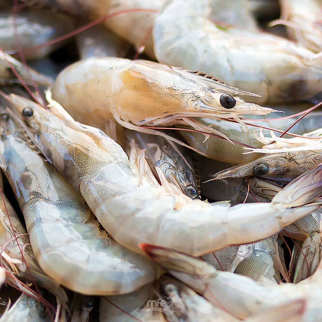 SHRIMPHEADONTAILON_1080x.jpg?v